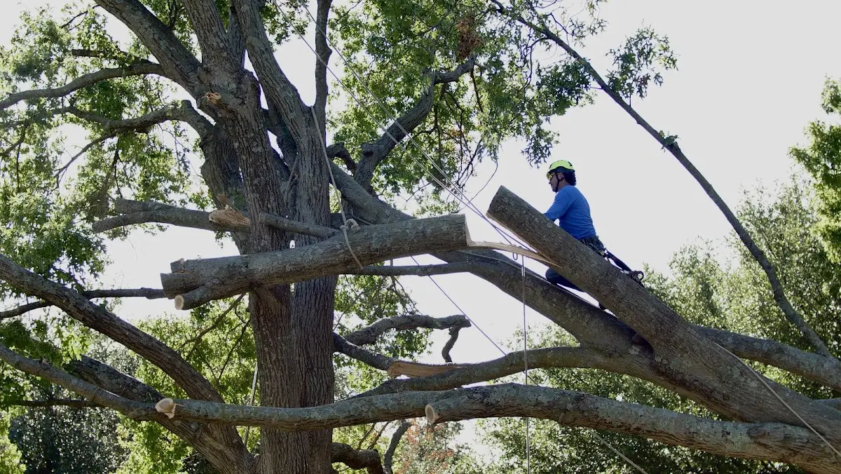 Professional Crown Thinning performed by certified arborists in Sequatchie